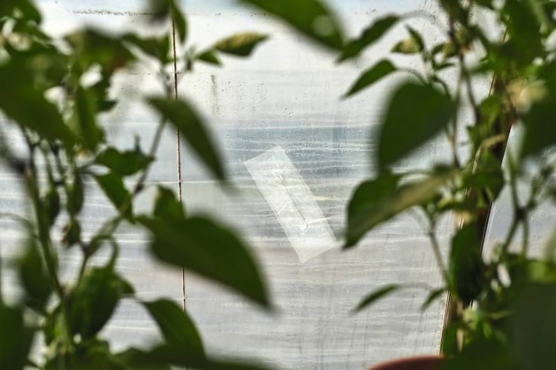 Preview: tesa® 4646, 50 mm x 33 m, 0,18 mm, Transparent, Gewächshaus-Reparaturband